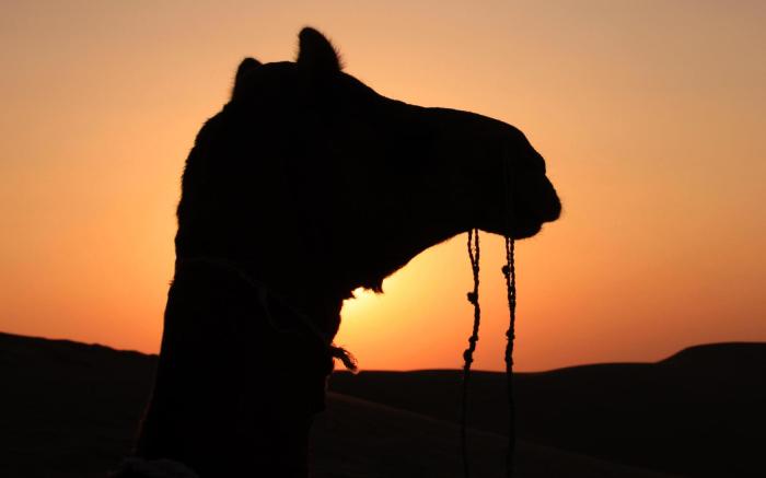 Damodra Desert Luxury Camp Tents