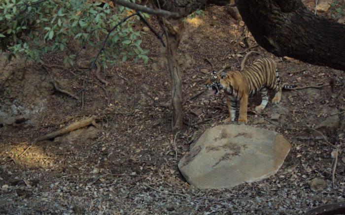 Ranthambhore Siddhi Vinayak Resort