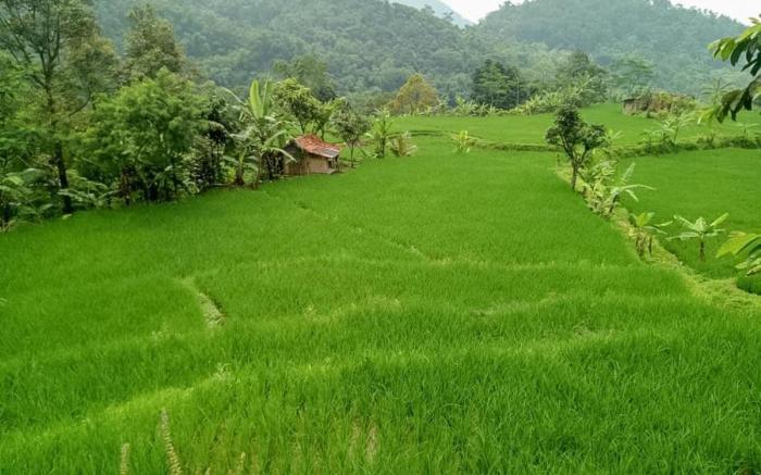De Salak Homestay Gunung Salak RedPartner
