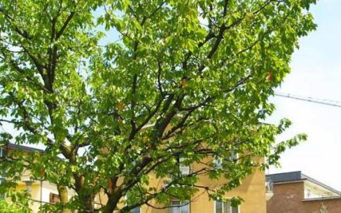 B&B La Maison degli Angeli