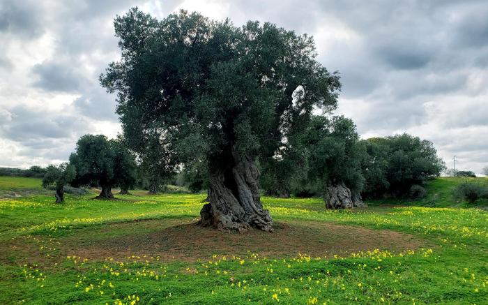 Giovinazzo Historic Apulia