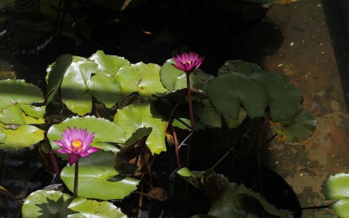 Long Hai - Oceanami - Impact Villa