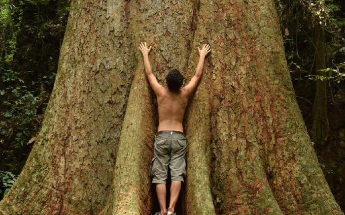 Wood Bungalow - Terrace - Forest View - Toilet