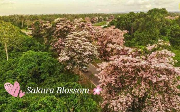 Sakura Homestay 14 pax @ Miri Jln Padang Kerbau