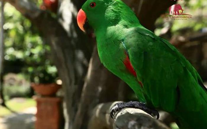Royal Safari Garden Resort & Convention
