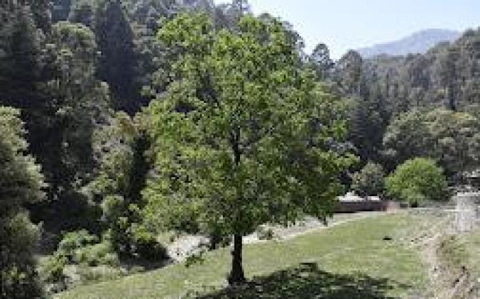 Bhawani Guest House