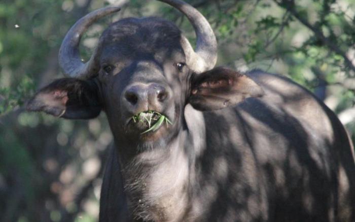 Morokolo Safari Lodge