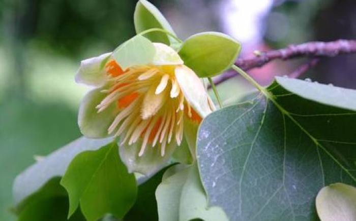 Palatul Brukenthal Avrig