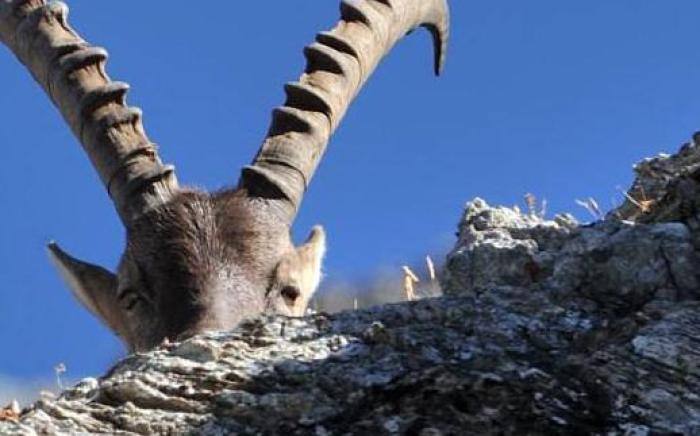 Hotel Restaurant Capricorns