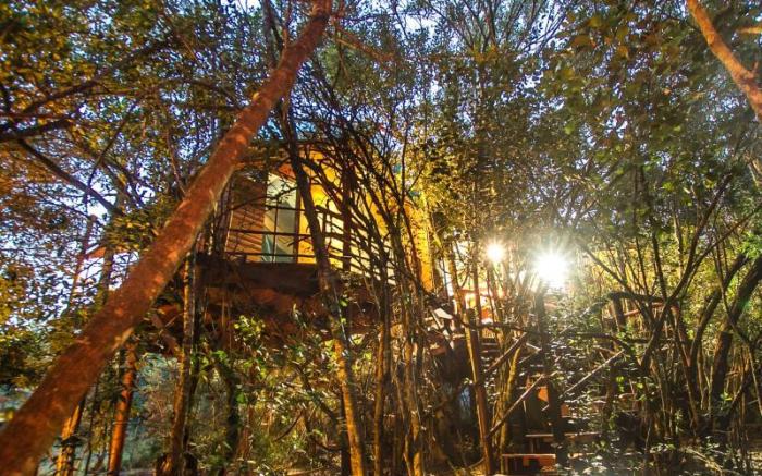 Teniqua Treetops