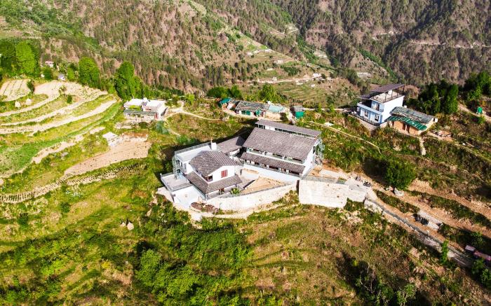 The Himalayan Deodar