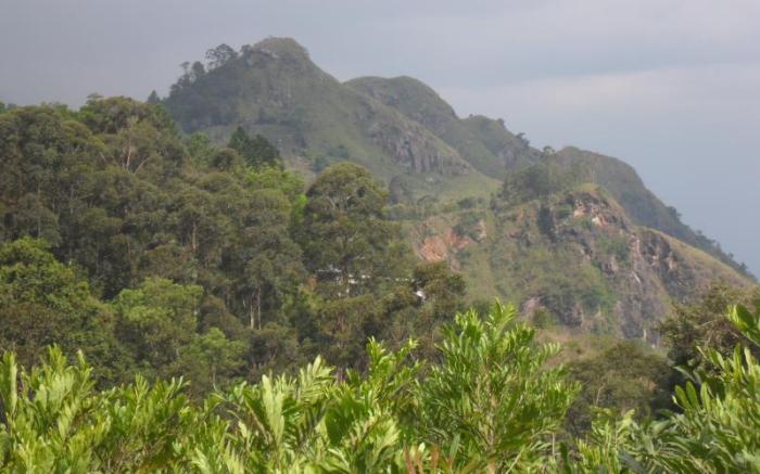 Tea Garden Holiday Inn