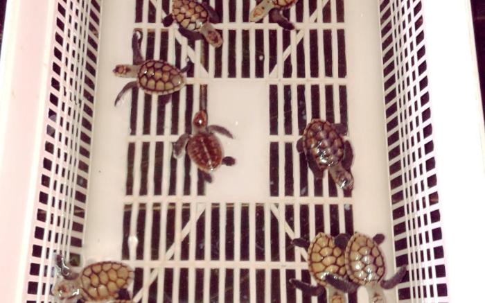 New Corals Homestay 