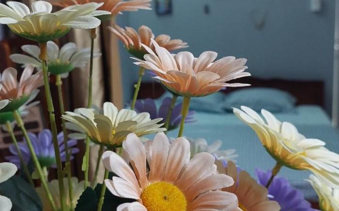 alley homestay_liễu giai