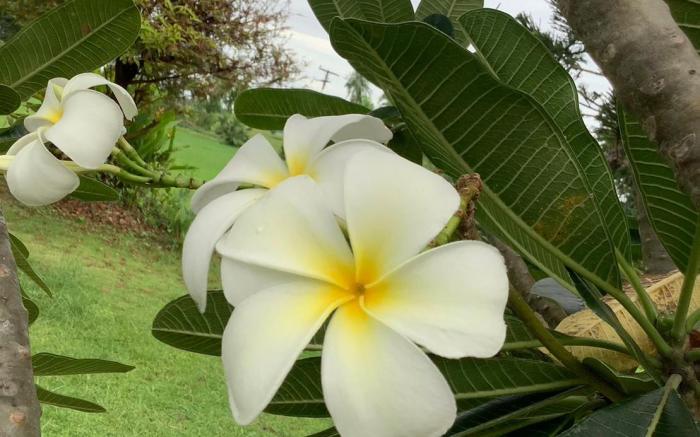 NaLinNaa Resort Buriram