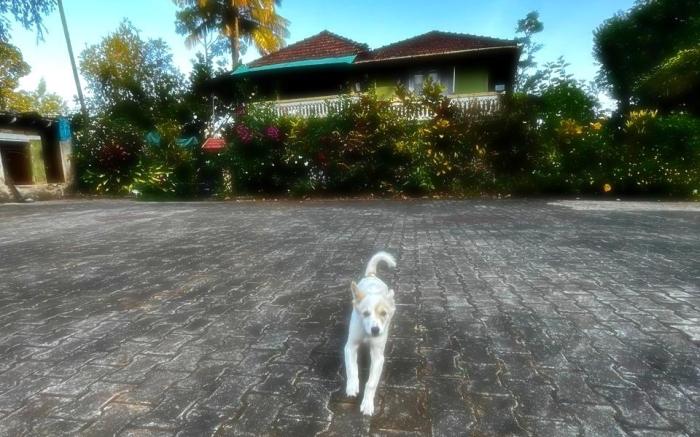 Choorimotte Homestay