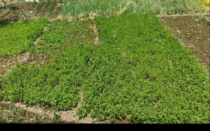 Molshree Farms Homestay