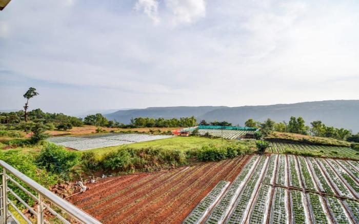 Strawberry King Resort