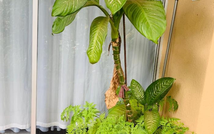 Busa House - Self catering guest house.