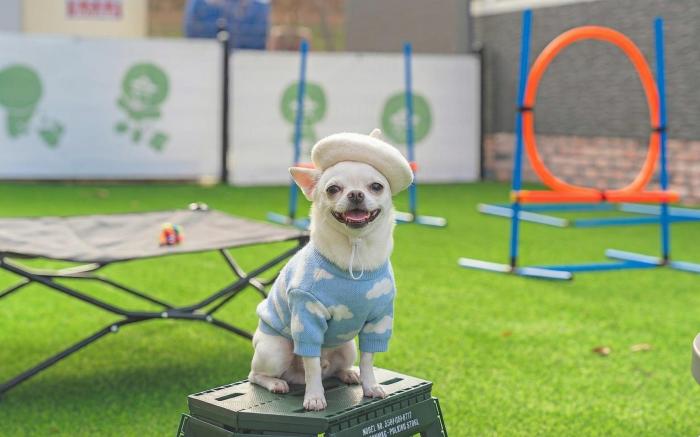 Anmyeondo Town 1967 Dog Pool Villa