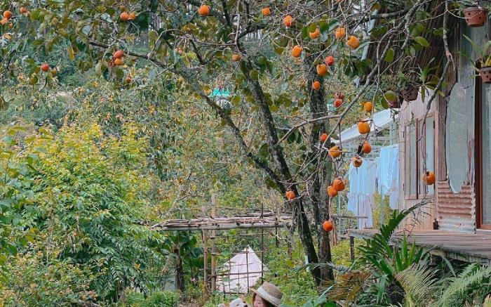 Scent Bungalow - Village 