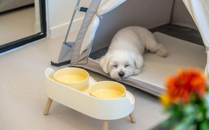 Gangneung Dangdangi Dog Pension Blue