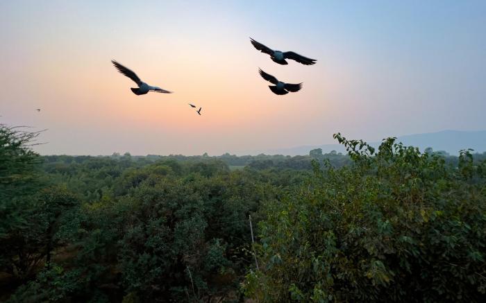 Joy Bagh Resort Pushkar