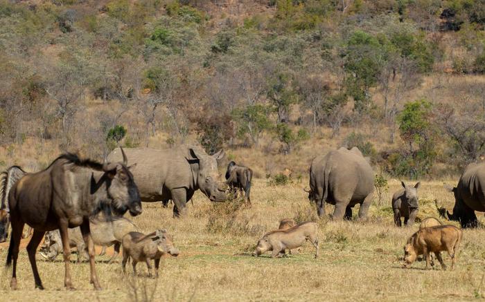 Ilanga Safari Lodge - Welgevonden Game Reserve