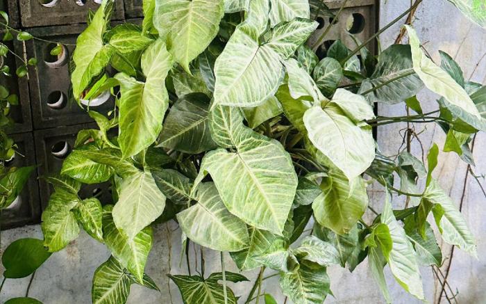 AN BANG LITTLE FAMILY- DELUXE DOUBLE ROOM 