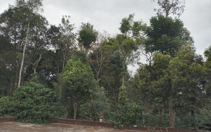 Coorg Klusters estate stay