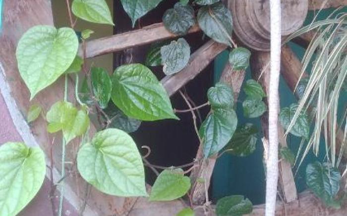 Thiru Nakshatra Family Guest House