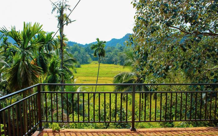 Rainforest Border Edge