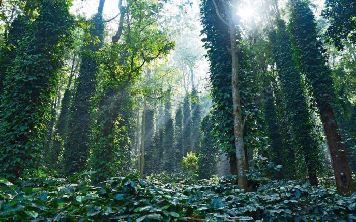 Coorg Mystere