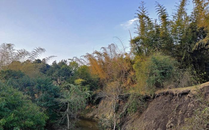 Bamboo Banks Farm and Guest House - Masinagudi