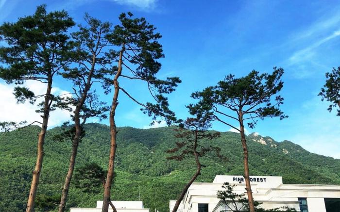 Pine Forest Jeongseon Alpine Resort