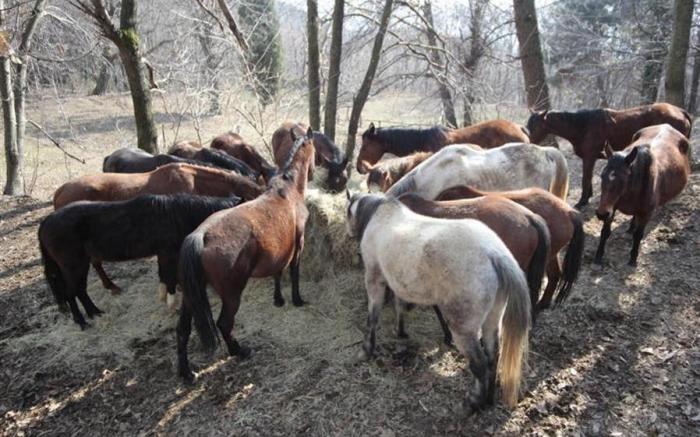 Monte Brugiana Centro trekking a cavallo