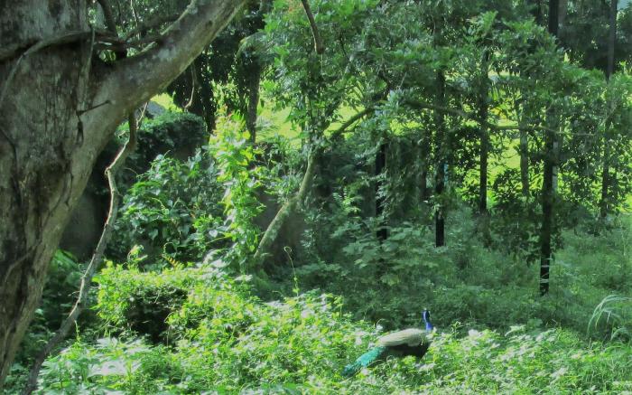 GREEN HERBAL Ayurvedic Eco-Lodge