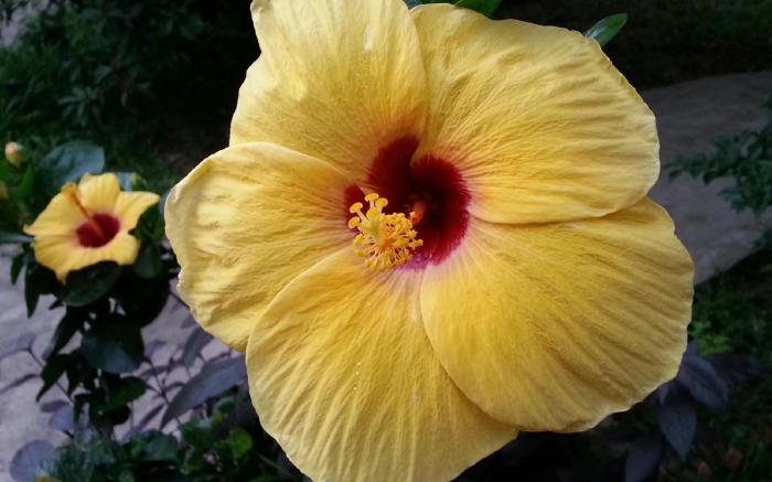 Bird of Paradise Bungalows
