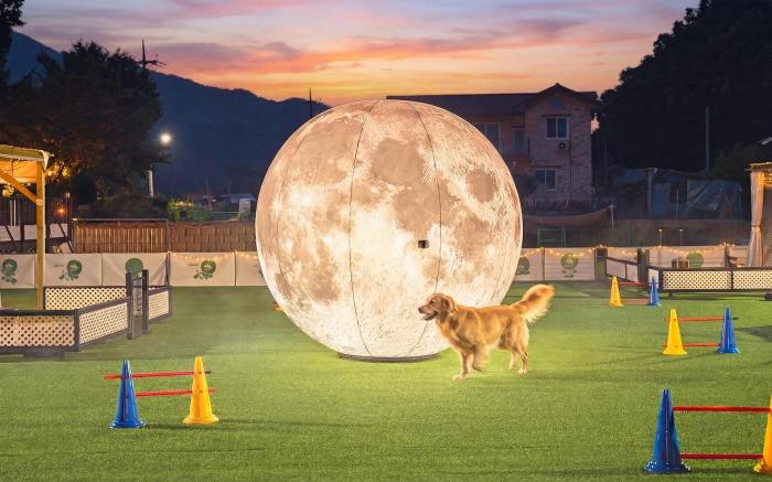 Gapyeong Dangdangi Pet Pension Green