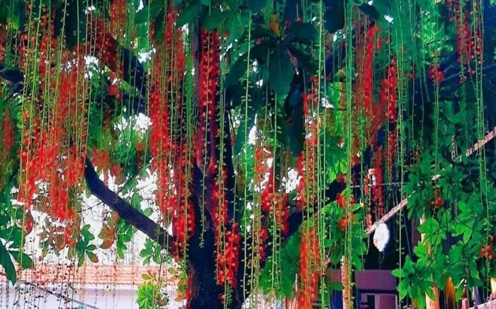 Saigon Emerald Beach Resort
