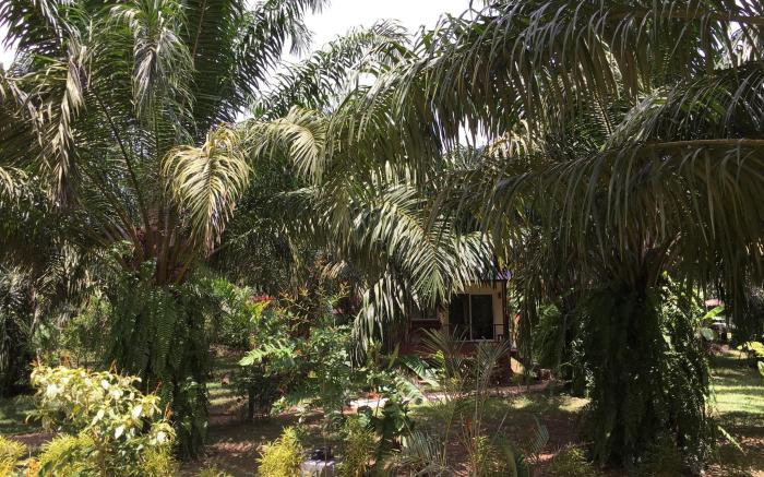 Khao Sok Palm Garden Resort