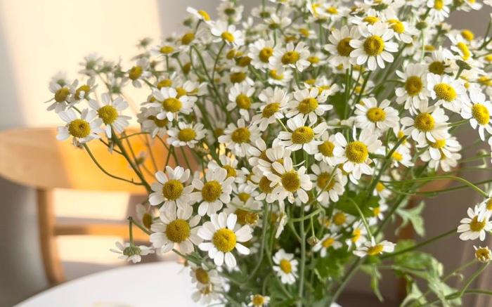 Căn hộ cao cấp trung tâm quận 2, 5 min sang quận 1