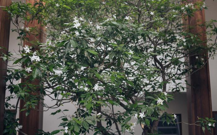 Glyn Chiangmai
