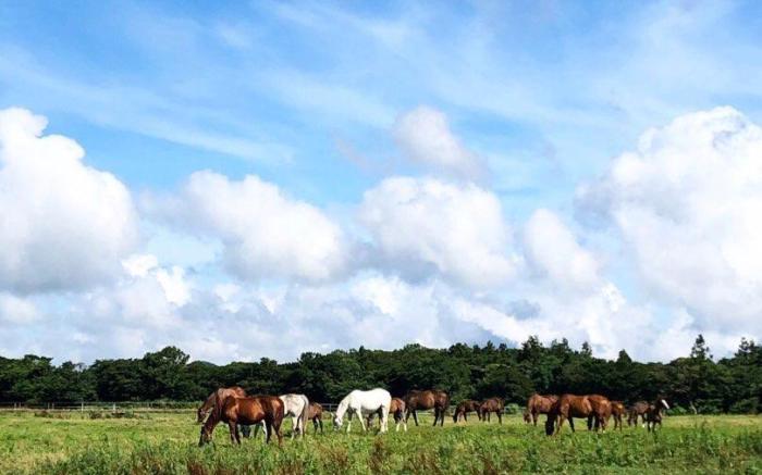 Jejusureum 2, Pretty Couple Accommodation, 10 minutes from Hallasan