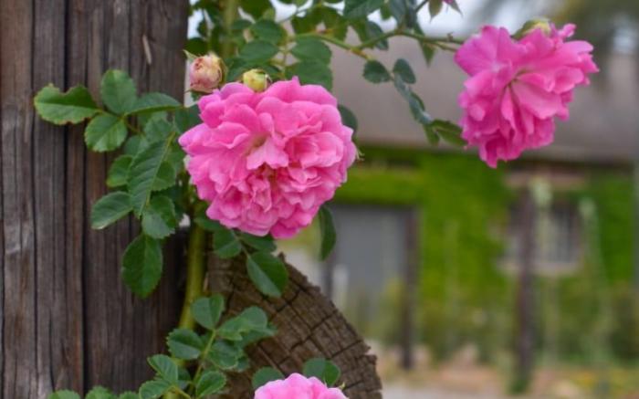 Middelplaas Paarl Guesthouse 