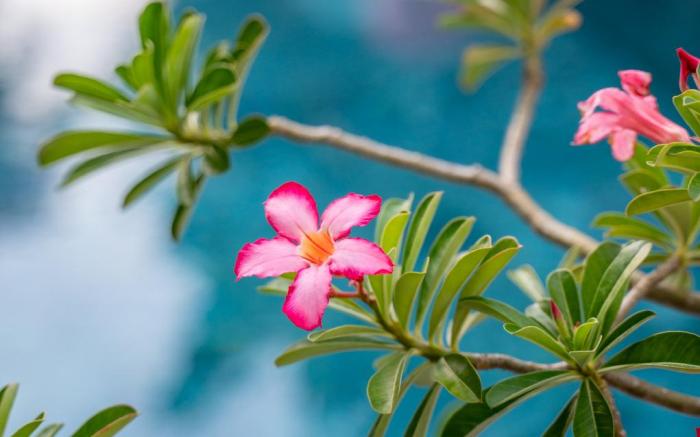 Alana Homestay- Villa nguyên căn 5 phòng ngủ