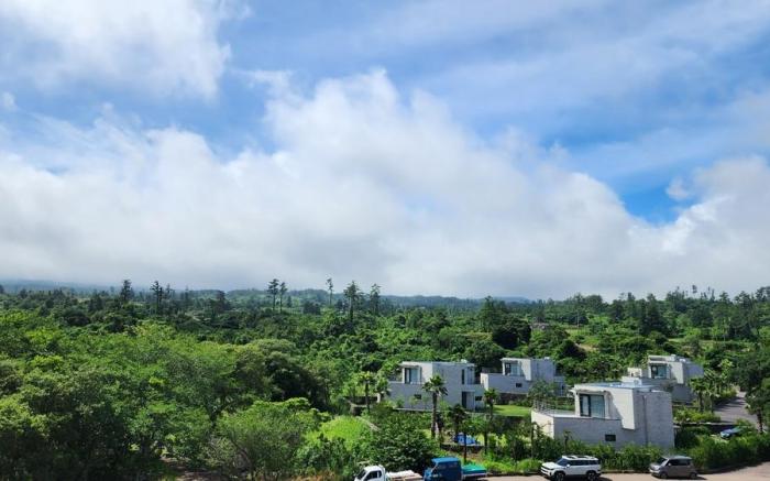 Jeju Sacred Forest