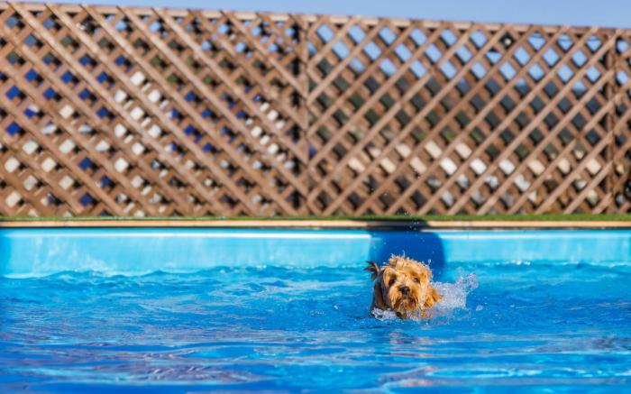 Gapyeong Dogland Dog Caravan Glamping