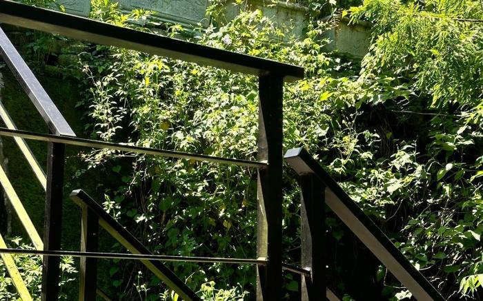 Stay In Forest 