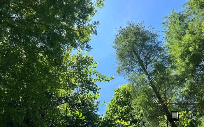 Stay In Forest 